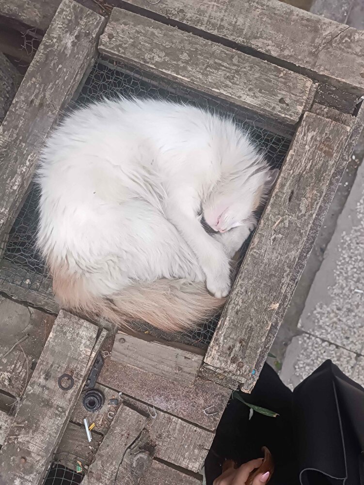 sağlam paketleme sokakta beslediğim kedimlerim için aldım severek yediler