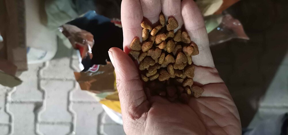 Kedilerimiz severek yiyor