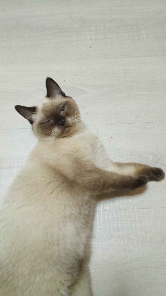 kedimiz severek yiyor teşekkür ederim