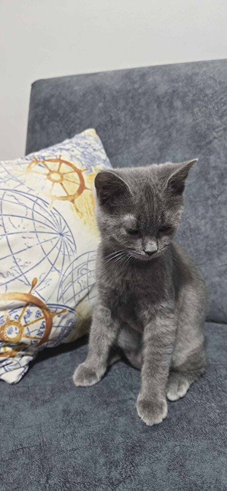 kedimiz bayılarak yiyor 4/5 ayını tamamlamış kedi bile severek yiyor