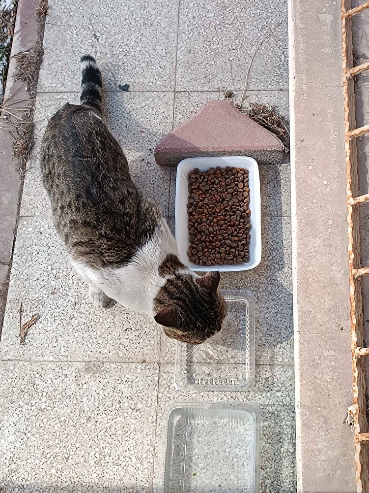 sokak kedileri için alıyorum daha önceden almıştım bu markayı çok severek yiyorlar hem uygun fiyatlı olup hem severek tükettikleri bir mama ayrıca gelirgelmez tarattım ve tam 15 kilo çok iyi