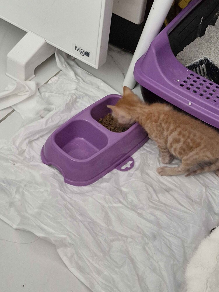 5. haftalık kedim bugün ilk defa mama kabına gidip kendi kendine yedi biraz ıslatıyorum yumuşaması için öyle veriyorum