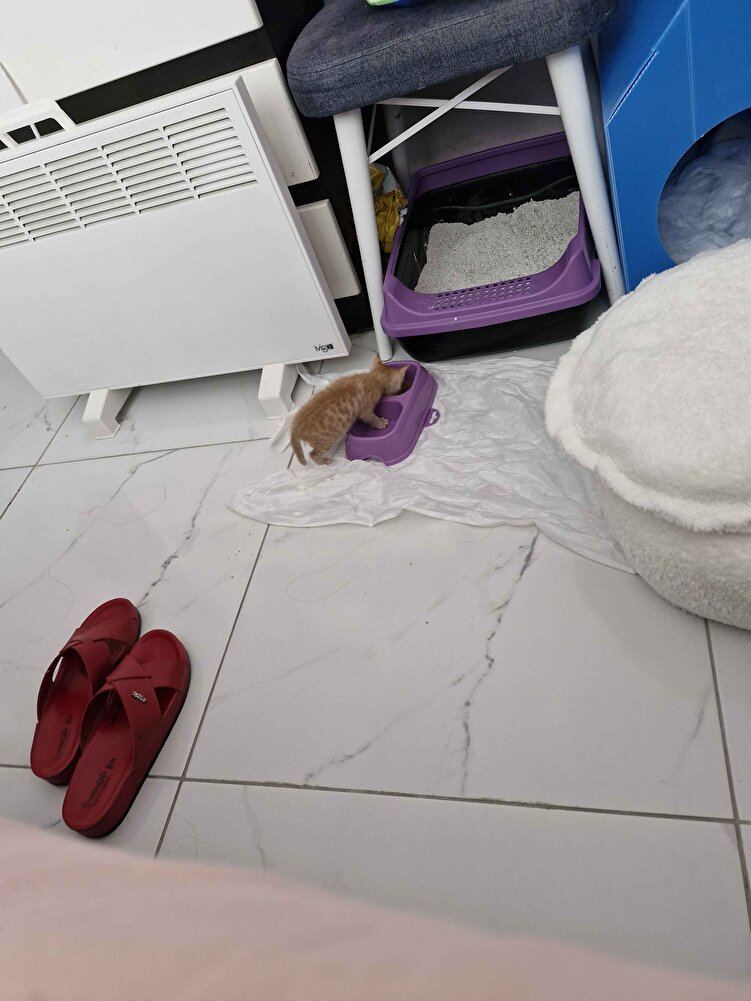 5. haftalık kedim bugün ilk defa mama kabına gidip kendi kendine yedi biraz ıslatıyorum yumuşaması için öyle veriyorum