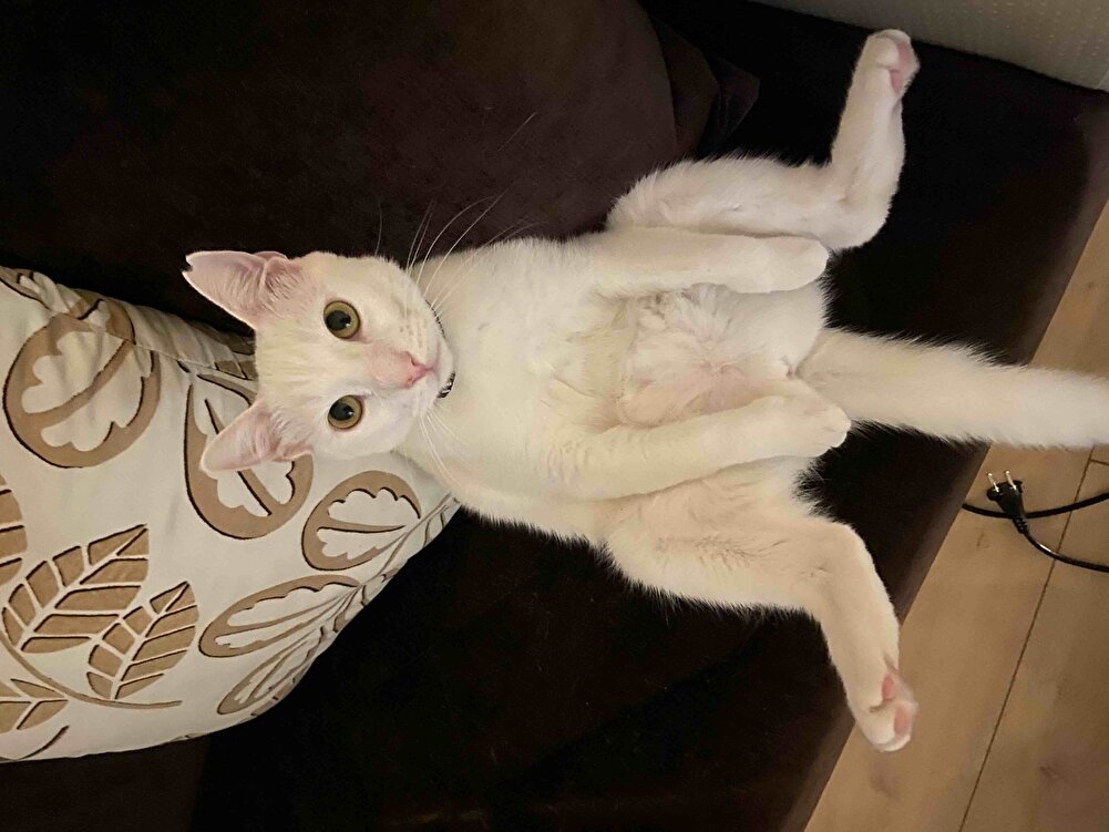 Paketleme özenli hep aldığım mama kedilerim severek yiyor teşekkürler