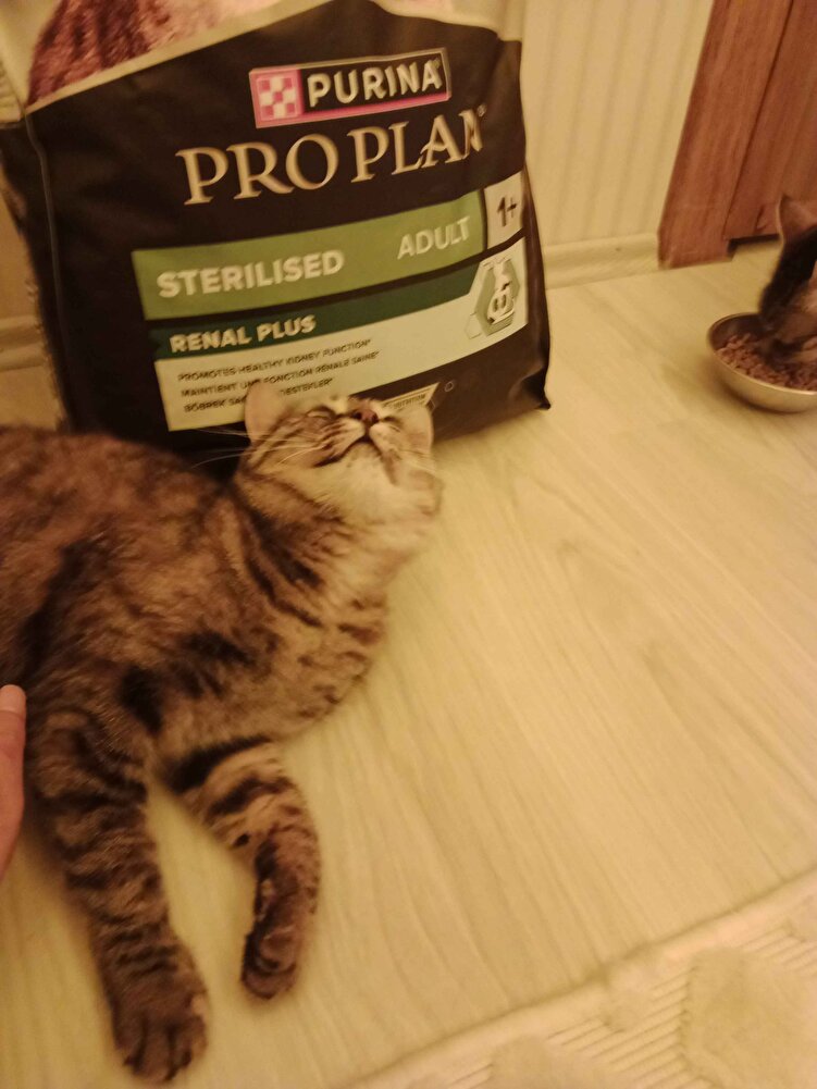 2 günde elime ulaştı gerçekten kedielrim bayıldı önceden Royal canin almıştım onu pek sevmemislerdi ama buna bayildilar ikiside satıcıya çok tesk ederim