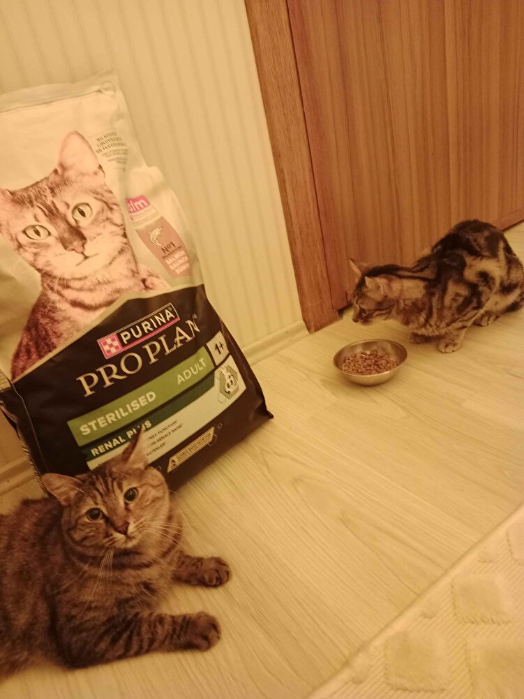 2 günde elime ulaştı gerçekten kedielrim bayıldı önceden Royal canin almıştım onu pek sevmemislerdi ama buna bayildilar ikiside satıcıya çok tesk ederim