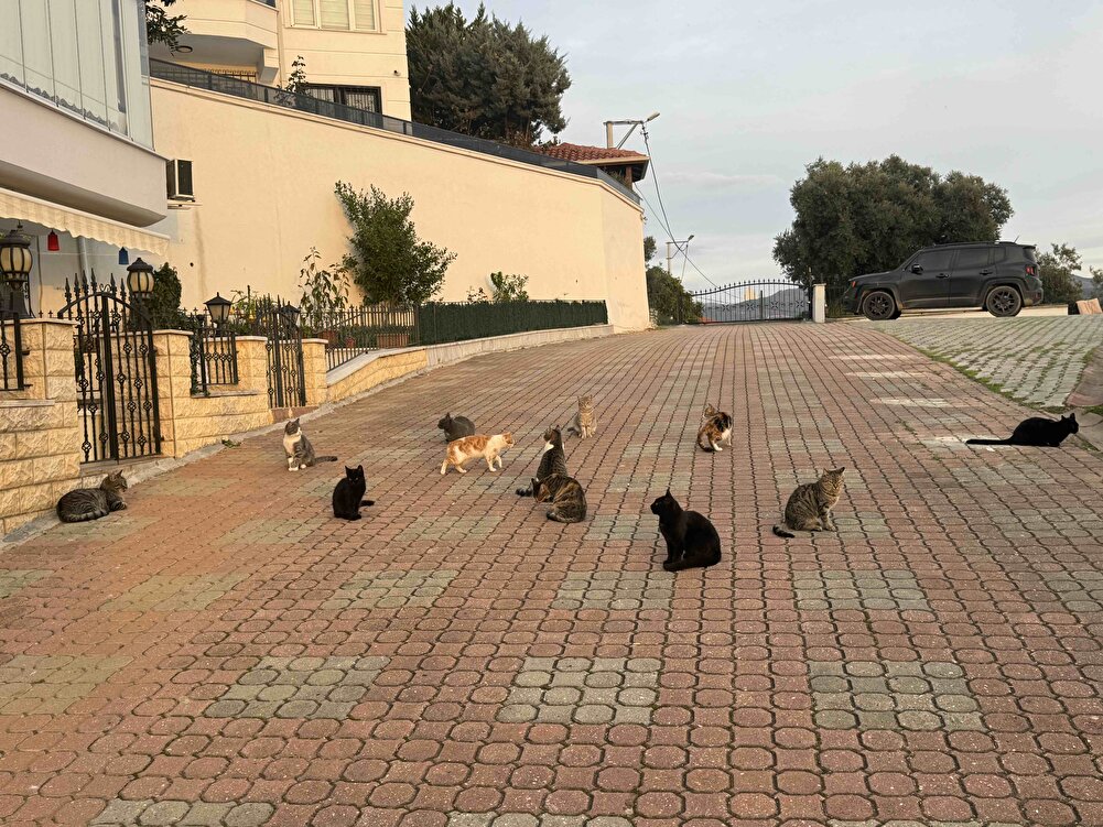 Sokak kedileri için aldım Aynı gün kargoya verdi iki adet 15 kg aldım sağ olsun birer kg hediye koymuş yanına teşekkür ederim Allah kabul etsin