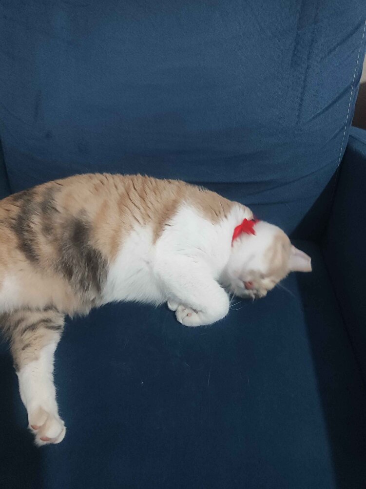 kedimin en sevdiği mama. sorunsuz aldım. güzel paketlenmişti