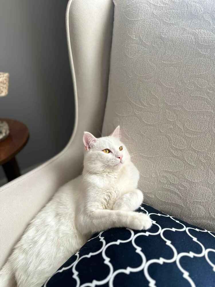 kedim severek yiyor tavsiye ederim kargoda hızlı bir şekilde geldi teşekkürler