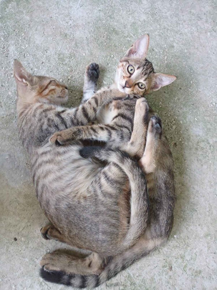 çok iyi harika 😀