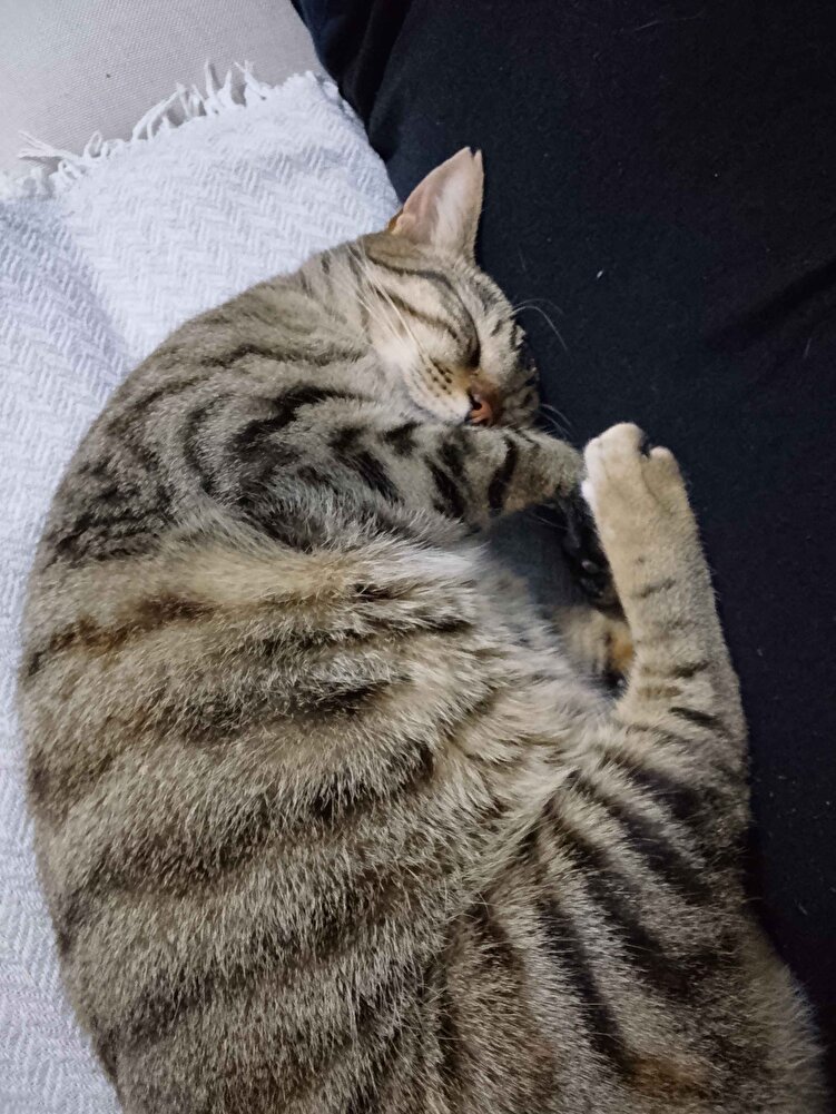 kedilerin severek yiyor çok güzel bir mama