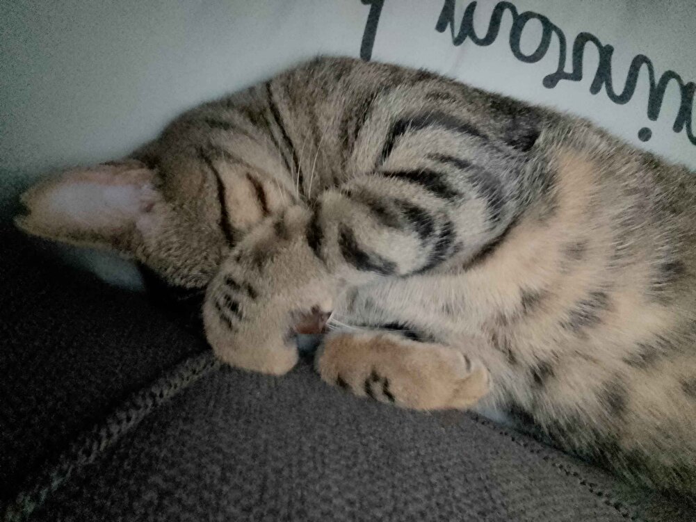 kedilerin severek yiyor çok güzel bir mama