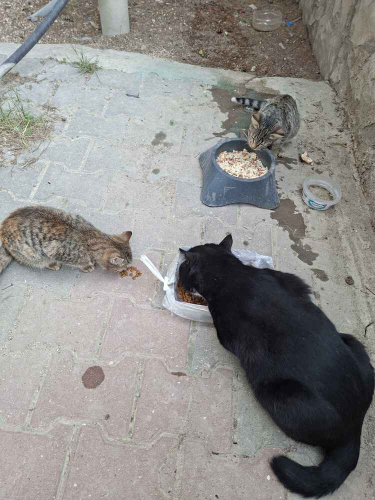 cok severek yiyorlar sokak hayvanları ıcın aldım