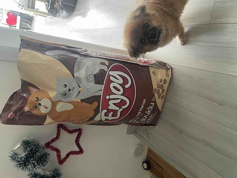 Bit sürü mama denedim sokak kediler hiçbirini beğenmediler yorumlara bakarak aldım inanamadım koyduğum anda yemeğe başladılar kesinlikle alın derim 👍🏻 hızlı kargo ve paketleme için teşekkürler👏🏻👏🏻👏🏻