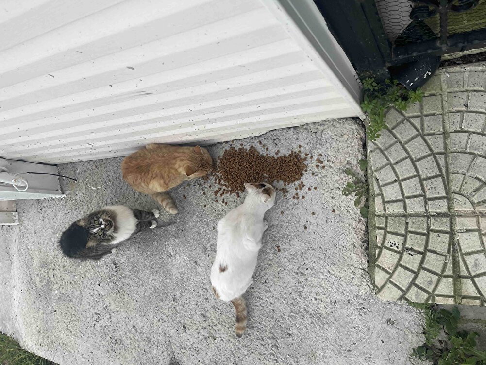 Bit sürü mama denedim sokak kediler hiçbirini beğenmediler yorumlara bakarak aldım inanamadım koyduğum anda yemeğe başladılar kesinlikle alın derim 👍🏻 hızlı kargo ve paketleme için teşekkürler👏🏻👏🏻👏🏻