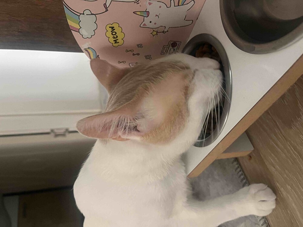 yetkili satıcı olduğu için tereddüt bile etmeden alabiliyorum kedimde bayılıyo teşekkürler