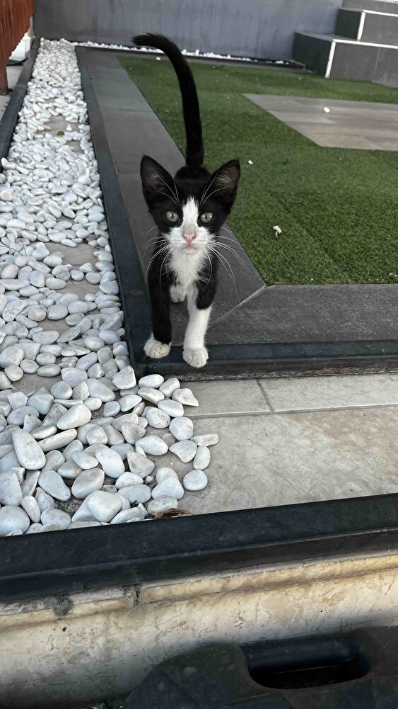 kediler icin aliyorum guzel seviyorlar