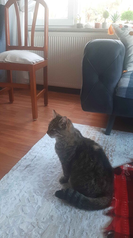 Harika bir ürün kediler severek yiyiyorlar