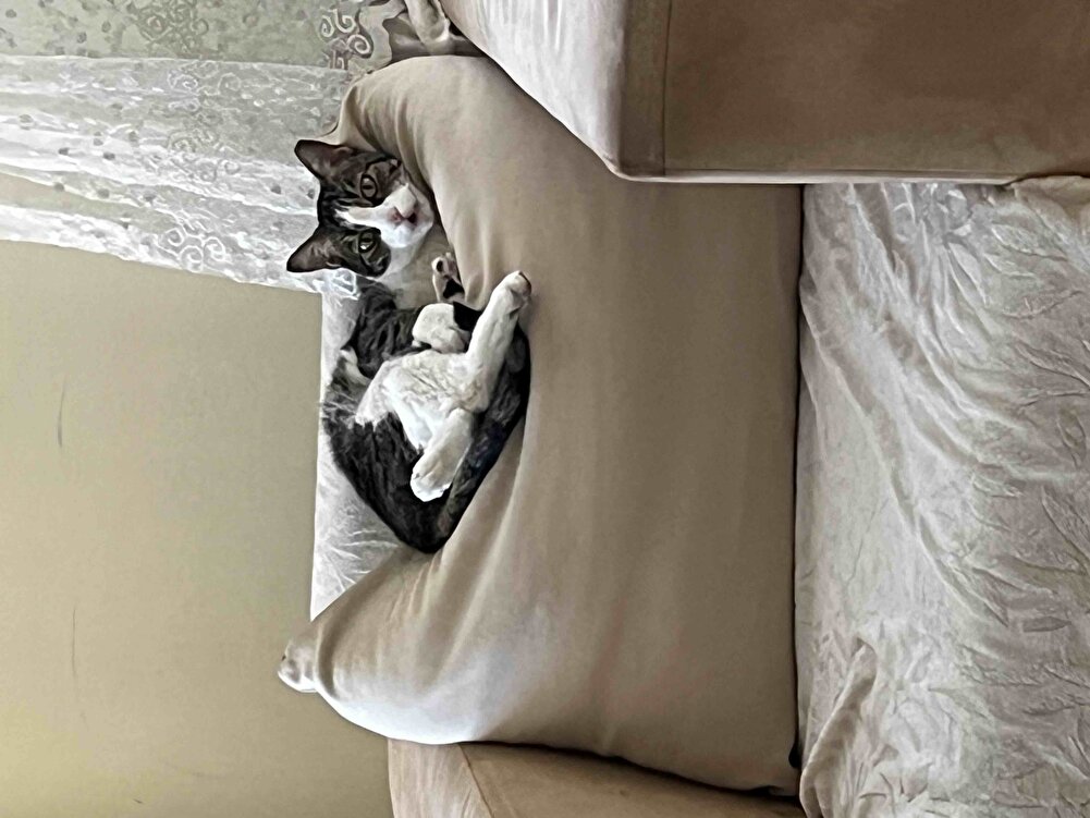 Kediciğim bundan başkasını yemiyor teşekkürler