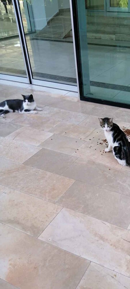 sokaktaki canlar güzel yiyor fiyatları keşke daha uygun olsa