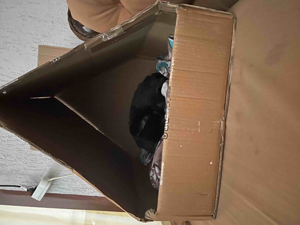 Paketleme harikaydı hatta kedime yuva bile yaptım daha üzerinde çalışacağım ışıklandırma bile yapacağım teşekkür ederim