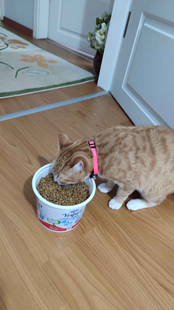 Paketi açar açmaz kedim yemeye başladı hızlı kargo ve sağlam paket yapılmıştı tşk ederim🙏 🤗