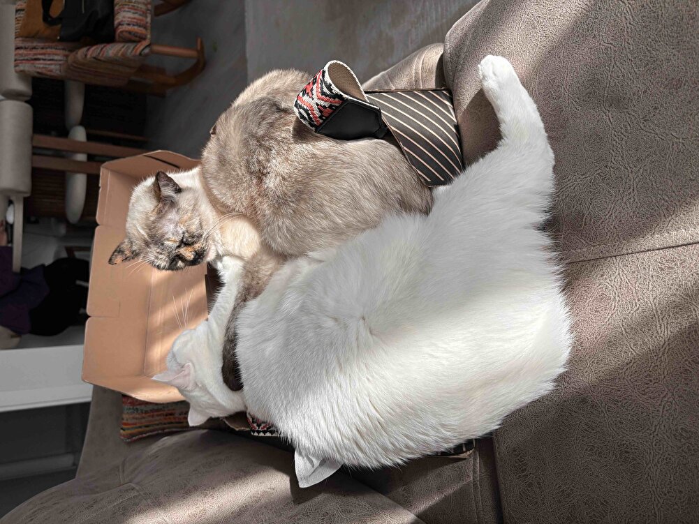 Her zaman aldığım mama 3 ay gidiyor iki kedime