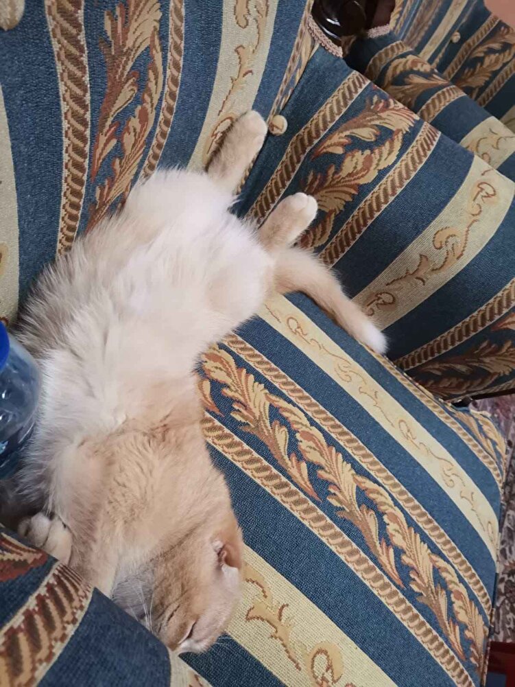 bayılarak yiyor. tüylerindeki parlaklık bile fark ediliyor. 2 tane almıştım.