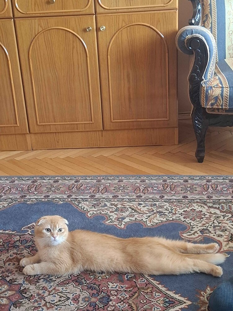 bayılarak yiyor. tüylerindeki parlaklık bile fark ediliyor. 2 tane almıştım.