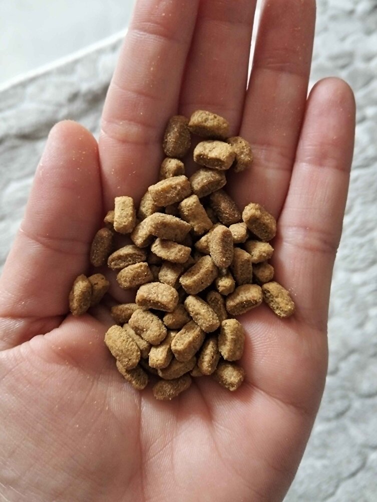 pet hello satıcısına teşekkür ederim. mamayı nestleden de sorgulattım kesinlikle orjinal.  başka satıcıdan aldığım mama sahte çıkmıştı. Arkadaşlar güvenle alabilirsiniz.