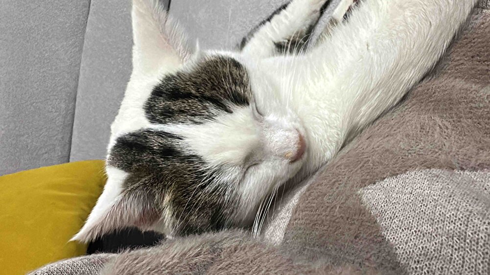 Kedişlerimin severek yediği mamayı uygun fiyata bulabilmenin mutluluğu ile teşekkür ediyorum hayırlı işler bol kazançlar diliyorum