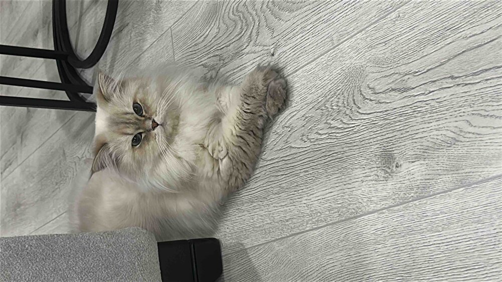 Kedişlerimin severek yediği mamayı uygun fiyata bulabilmenin mutluluğu ile teşekkür ediyorum hayırlı işler bol kazançlar diliyorum