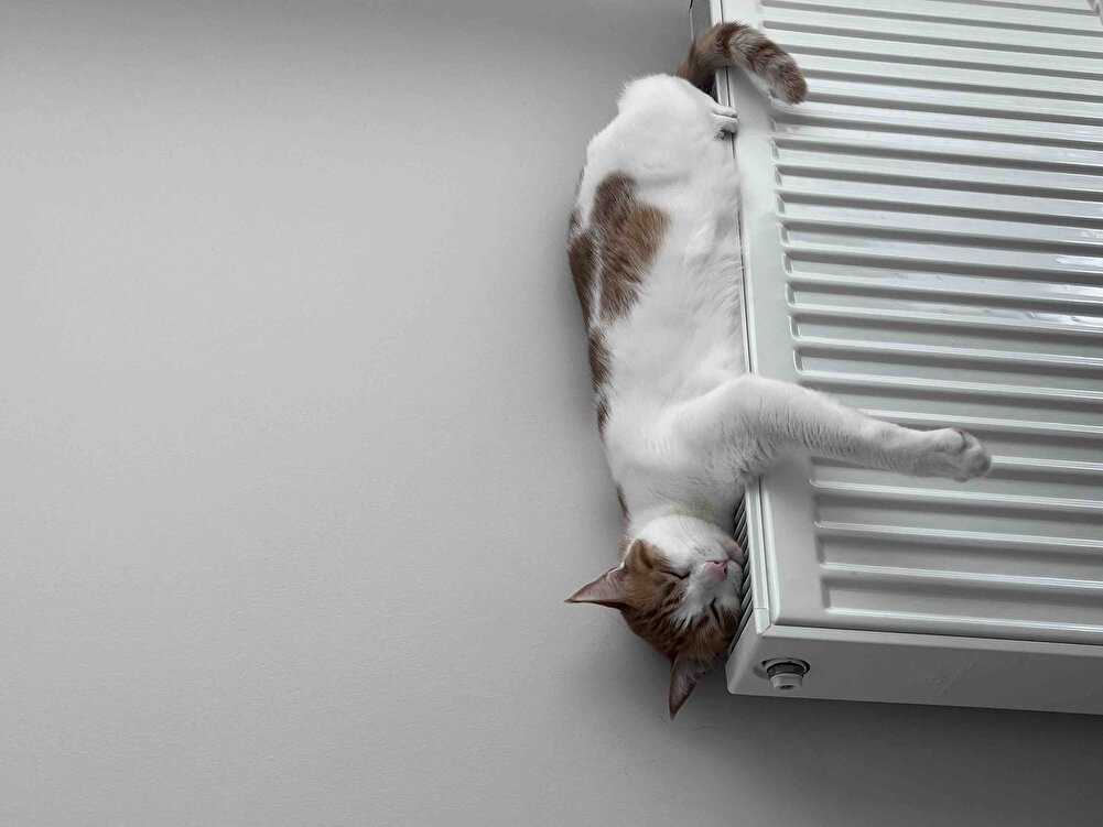 kedilerim seviyor orijinal