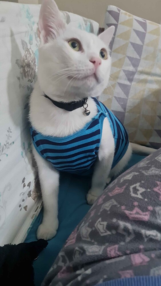 4 yıldır aynı markayı kullanıyorum.Oğlum severek yiyor