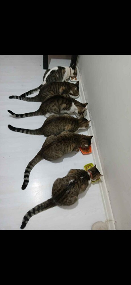 severek yedikleri tek mama ,tavsiye ederim,