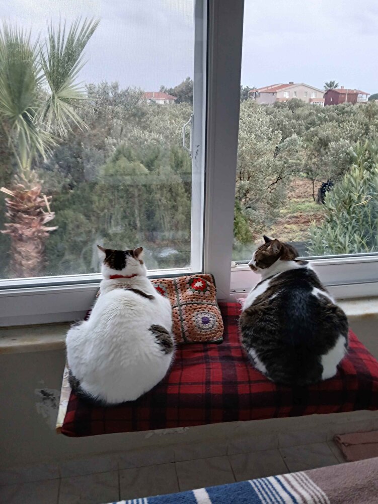 severek yedikleri tek mama ,tavsiye ederim,