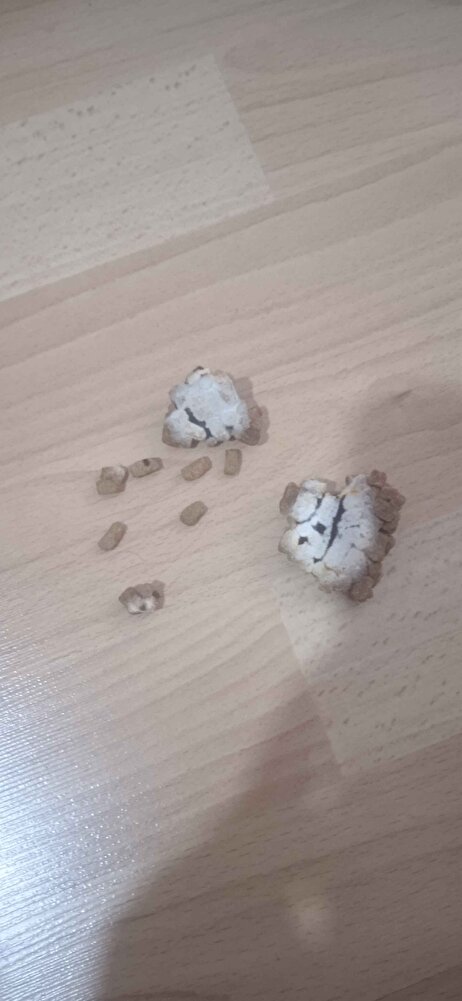 Aldigim mamadan kuflu mamalar cikti aciken maduriyetimi karsilayin yoksa yasal haklarimi kullanacagim okadar para verip kuflu mama yedirelim kedimize diue vermkyoruyoruz cevap acilen donulsun