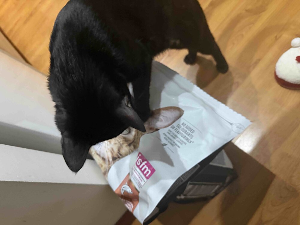 Ben mutluyum. Kedim mutlu. Biz beraber çok mutluyuz ❤️