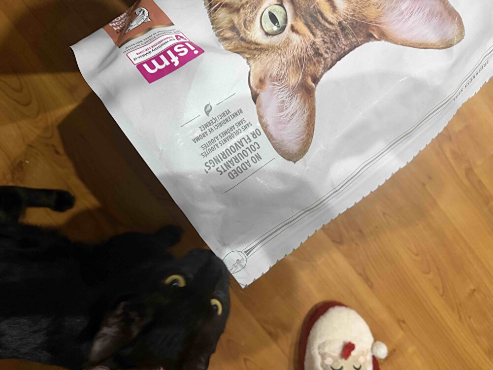 Ben mutluyum. Kedim mutlu. Biz beraber çok mutluyuz ❤️