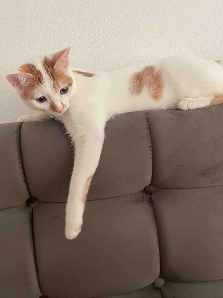 Sakın almayın bu mamadan kedim oldu veteriner dedi keşke bu mamayı almasaydın 😭😭😭😭😭😭biz iyi mama alıyoruz düşündük oldü kuzum bu mama yüzünden 😭😭😭😭😭😭😭😭😭Haslamış tavuk et balık tuzsuz şekersiz baharatsız en sağlıklı bukadar para zehire verecenize sağlıklı mama verin çocuklarınıza inanın daha ucuza cikar maliyet kıymetini bilin onlarda bi tek sız varsınız bütün dünya sizsınız bunu unutmayın lütfen 😭😭😭😭😭