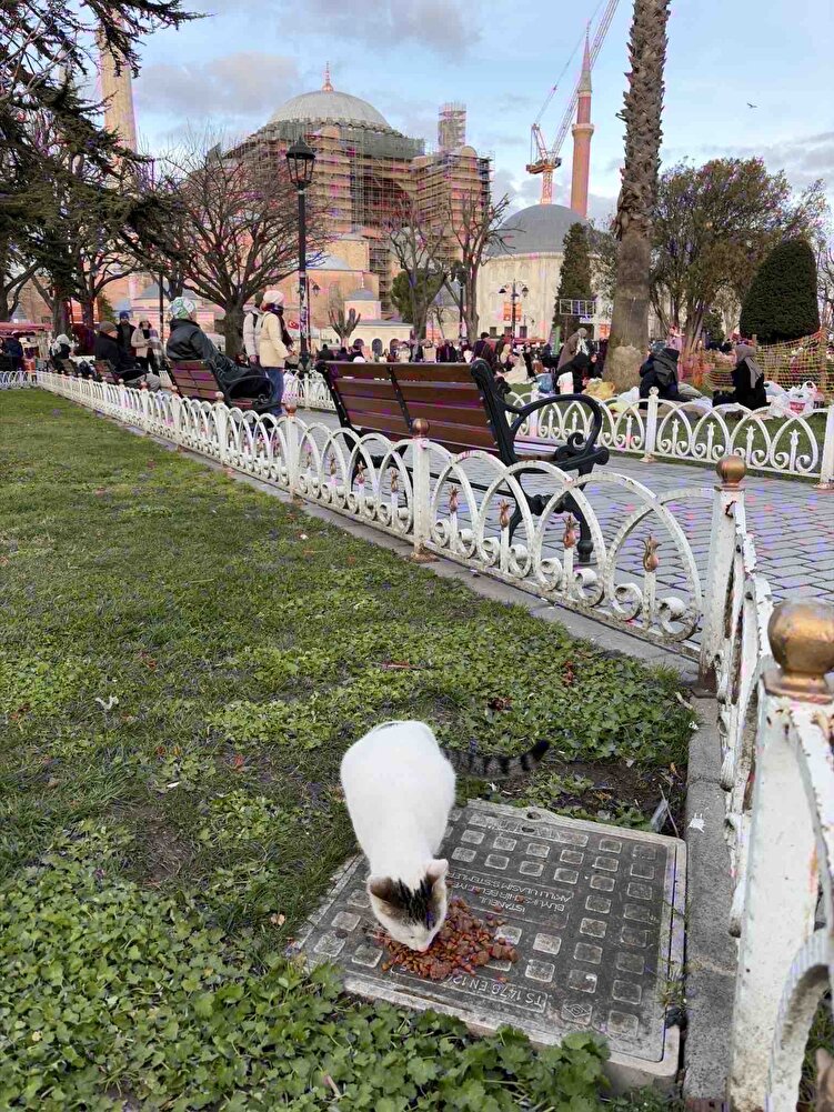 Çok güzel defalarca aldım çok memnun kalınca 15 kg olarak aldım sağlam geldı sokak hayvanları için aldım çok severek yiyorlar