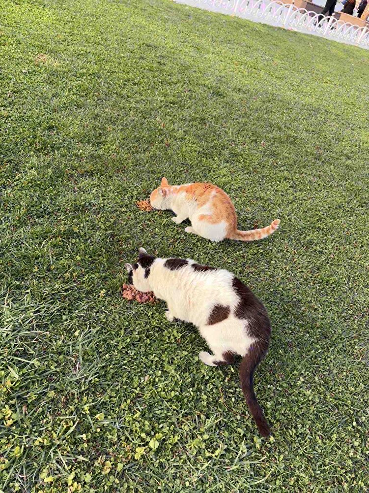 Çok güzel defalarca aldım çok memnun kalınca 15 kg olarak aldım sağlam geldı sokak hayvanları için aldım çok severek yiyorlar