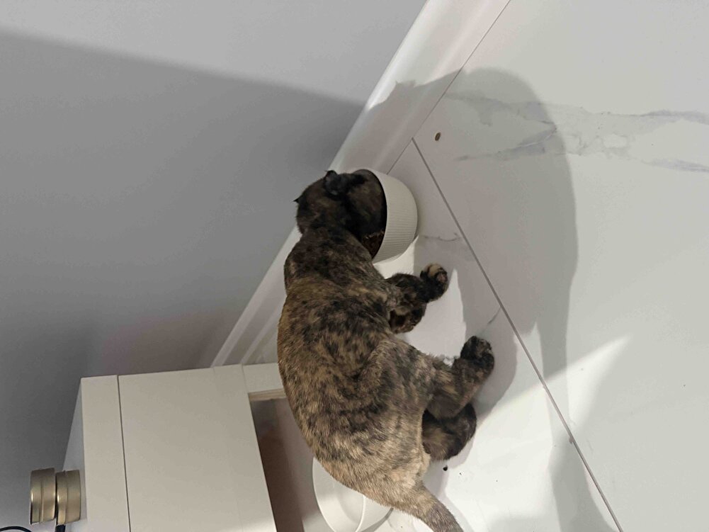 Kaliteli paketlemeye hasret kalmışım resmen hızlı geldi görselle bire bir aynı teşekkür ederim güzel hizmetiniz için