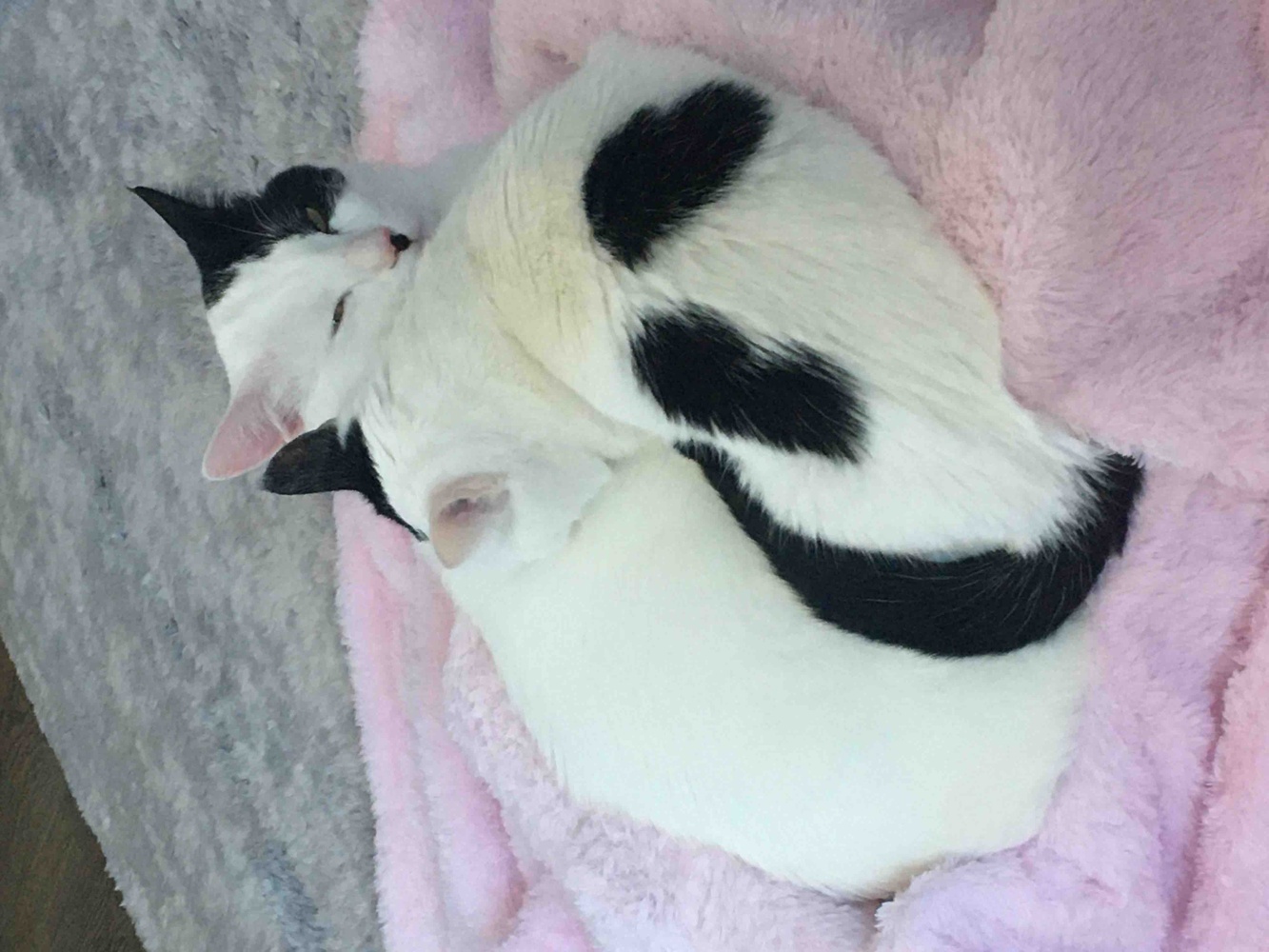 Riobongo firma süper hep buradan alış veriş yapıyorum 1 günde elimde oluyor ve firma çok ilgili teşekkür ediyorum