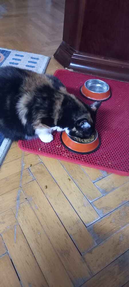 Paketleme çok iyidi sağlam şekilde ve hızlı elimize ulaştı teşekkürler.. Kızım Mia çok seviyor...