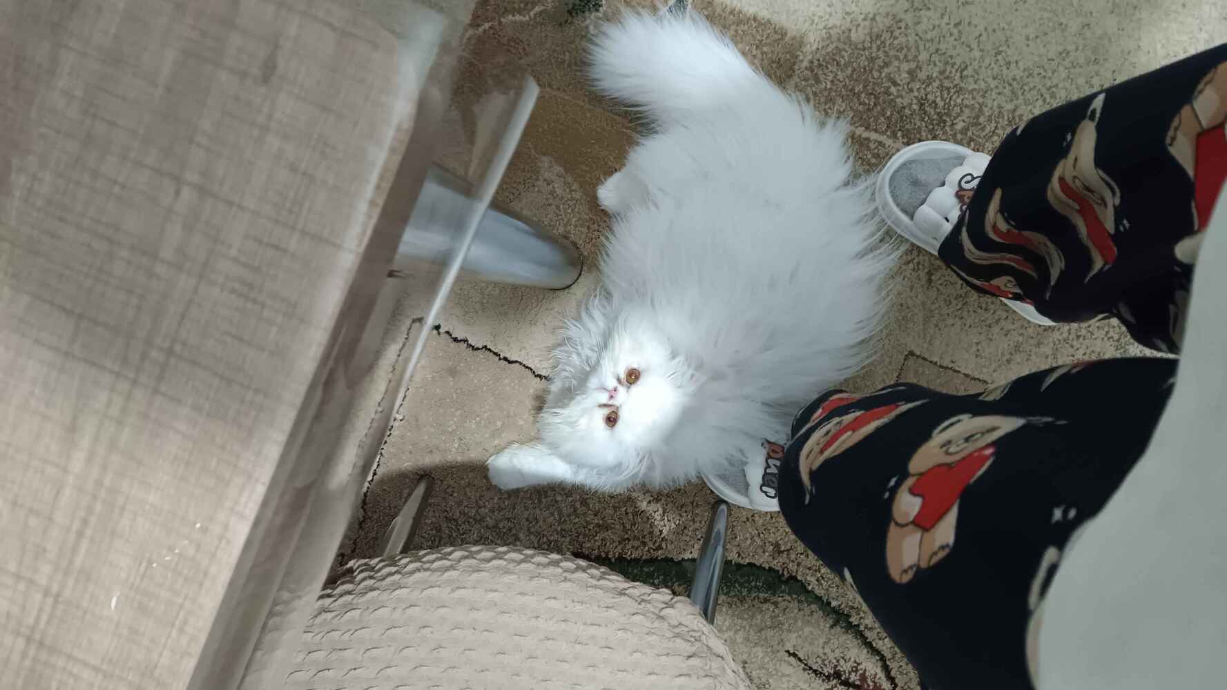 severek yiyor kedosum