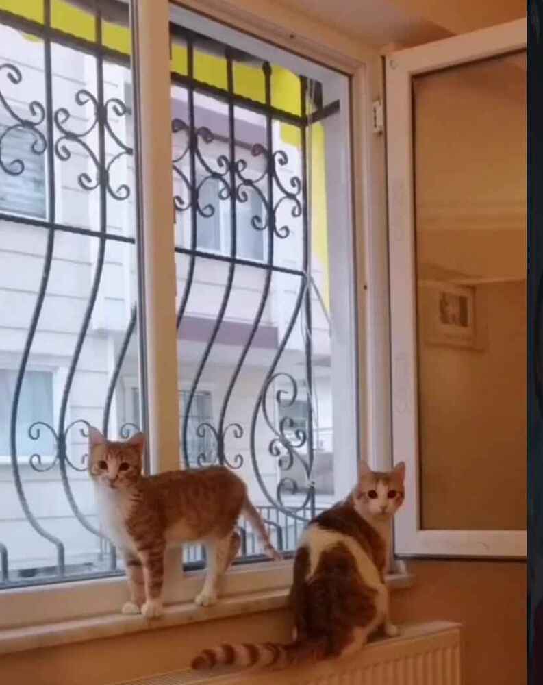 sokaktaki canlarima yillardir aliyorum severek yiyorlar ❤️