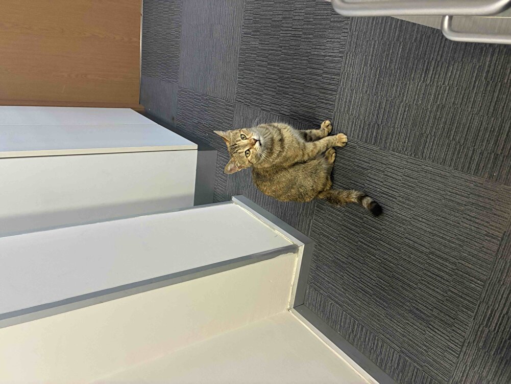 Sokak  kedilerim için 2 . Siparişim çok teşekkür ederim 🙏 severek yiyorlar