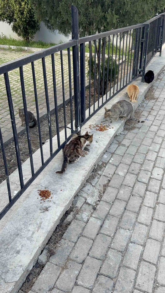 Sokak kedilerini düzenli besleyen biri olarak net öneririm. Hepsi seviyor. Paketlemeside güzel, hiç delik ya da yırtık gelmedi. ❤️