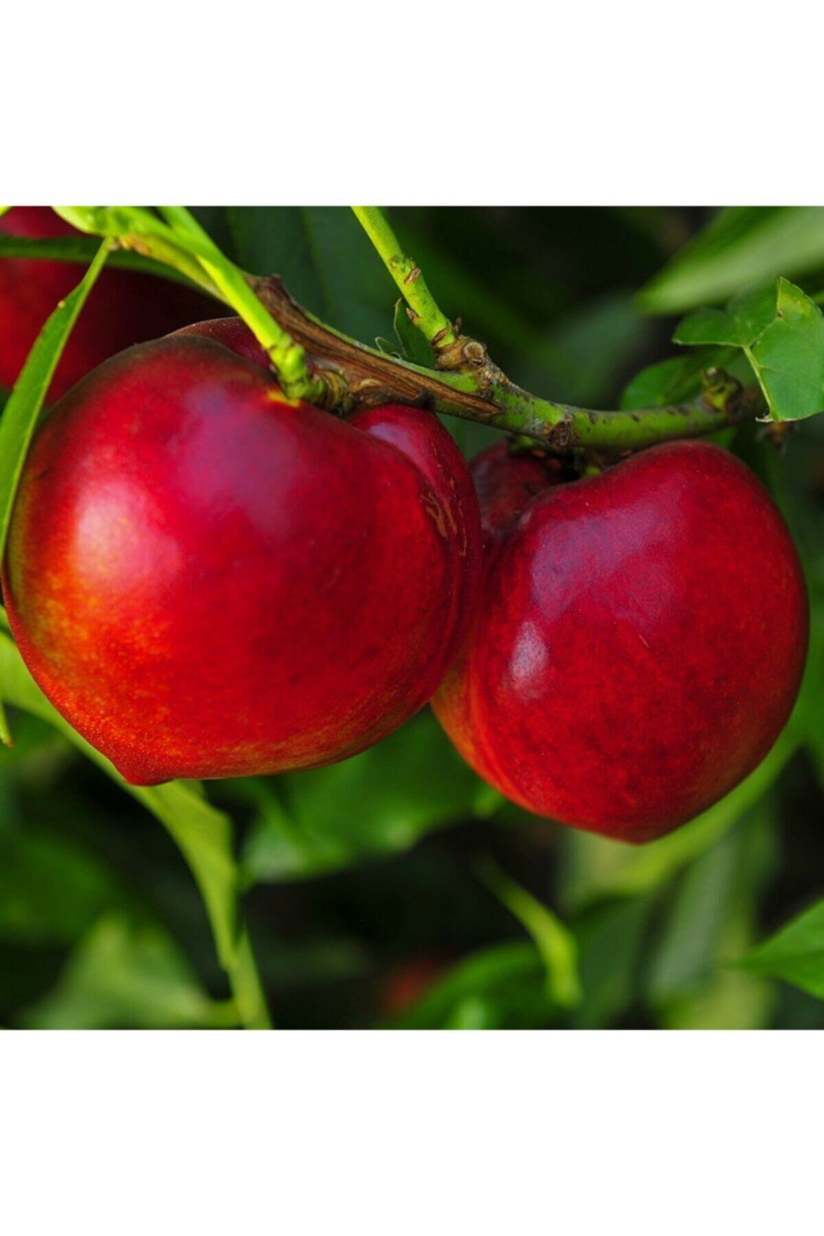 Tüplü Yarı Bodur Büyük Meyveli Venüs Nektarin Fidanı